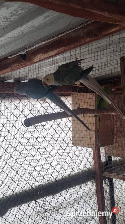 Aleksandretty i inne papugi Laski