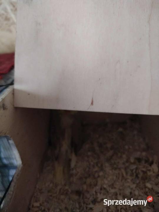 Sprzedam papugi nimfy Reda sprzedam