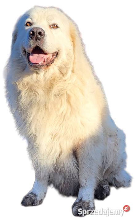 Owczarek Podhalański Pyzokluski