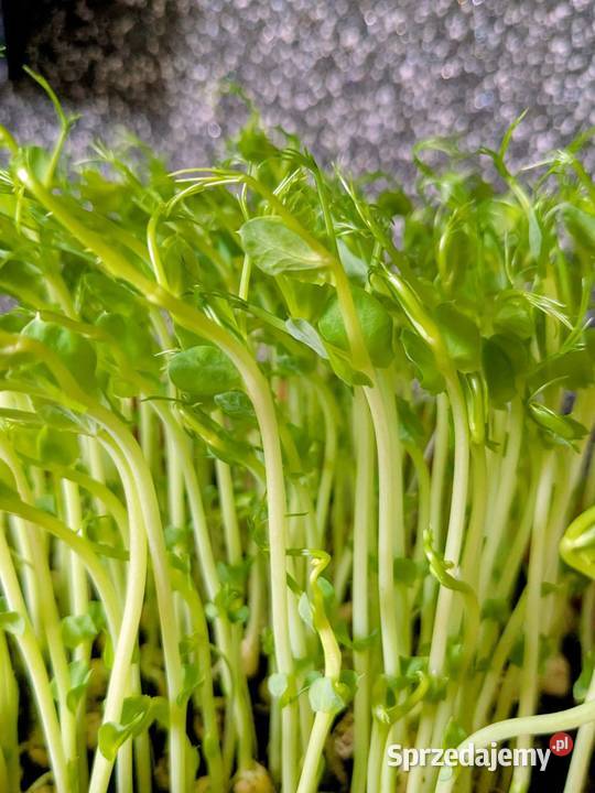 Groszek cukrowy Bób wczesny nasiona kolekcja