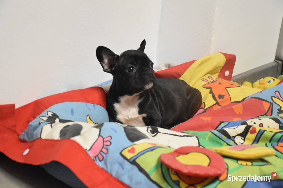 buldog francuski suczka niebieskapaszport Lipno