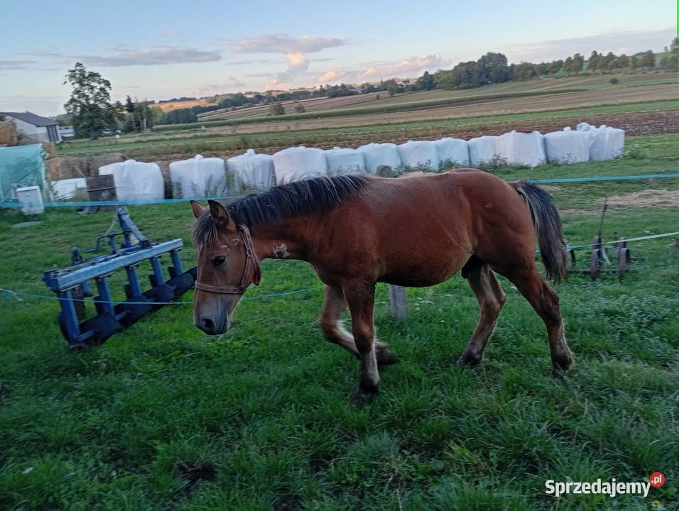 Sprzedam źrebaka świętokrzyskie Ostrowiec Świętokrzyski