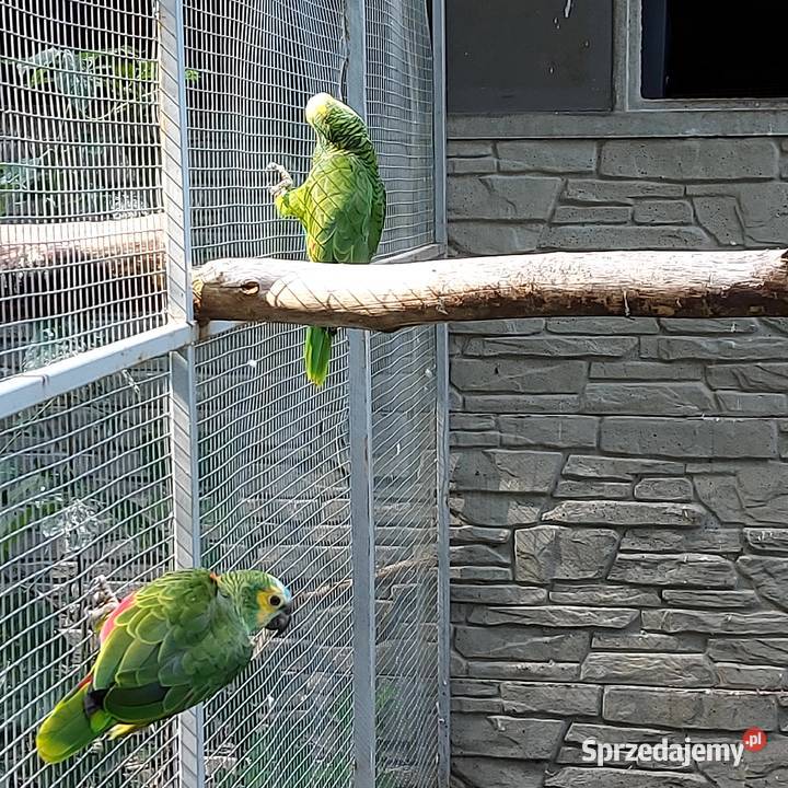 Amazonka niebieskoczelna aleksandretta chińska łódzkie Wieruszów