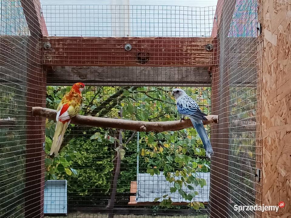 Rozelle białolice pary lęgowe Likwidacja hodowli Warszawa