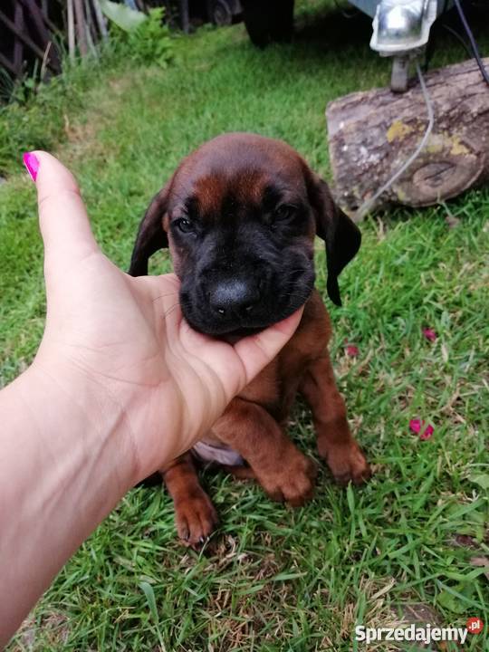 Posokowiec bawarski szczenięta Ustronie Morskie sprzedam