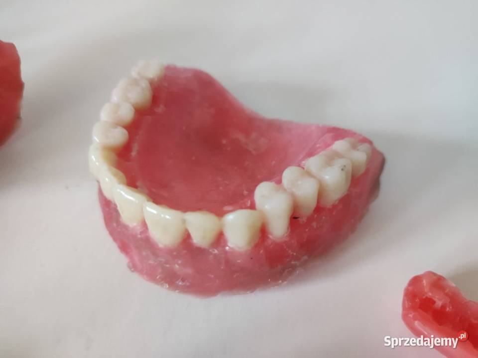 modele zęby szczęki żuchwy dentystyczne Pozostałe świętokrzyskie Kielce