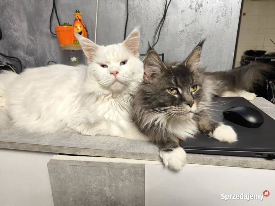 Balbinka kotka Maine coon Bielawa
