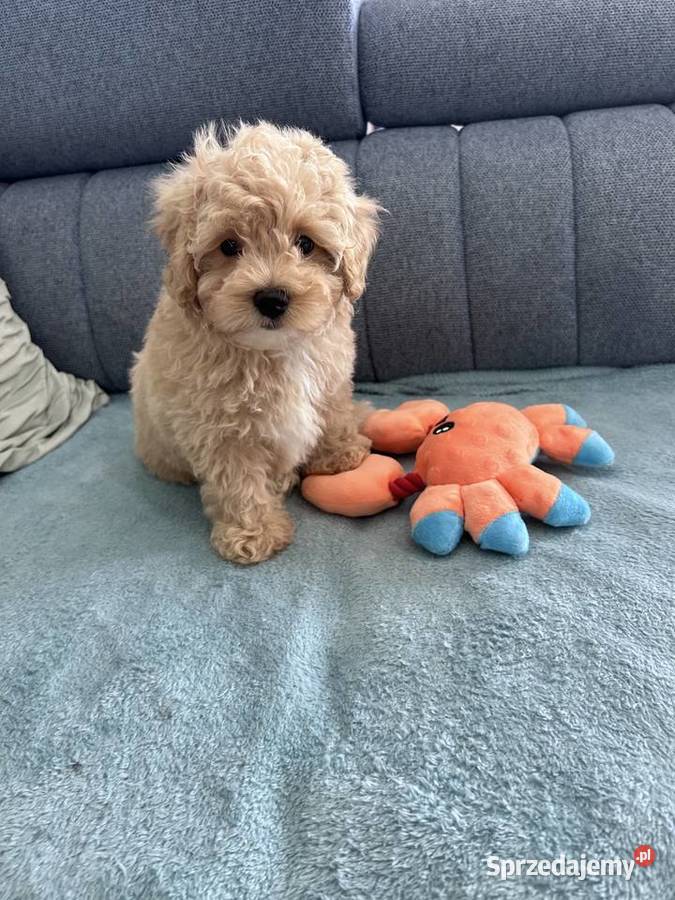 Maltipoo F1 ostatni chlopczyk wielkopolskie Świeca sprzedam