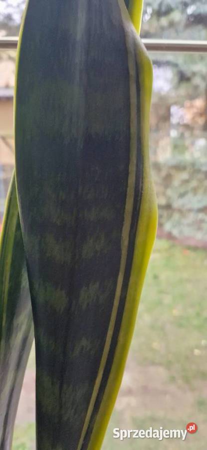 Sansevieria WĘŻOWNICA roślina GWINEJSKA dolnośląskie
