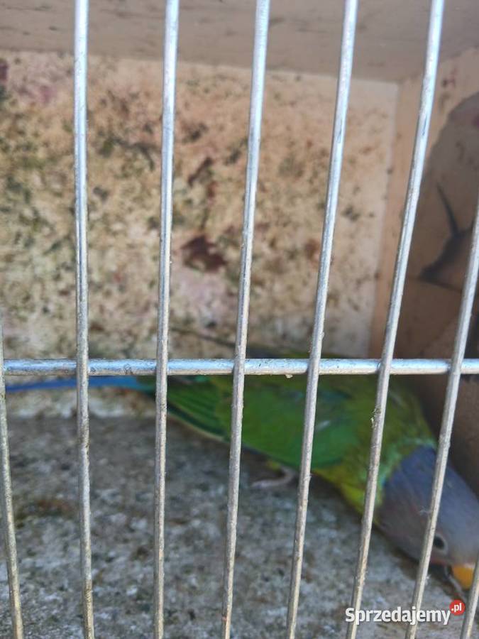 Mam do zaoferowania papugi podkarpackie Rzeszów