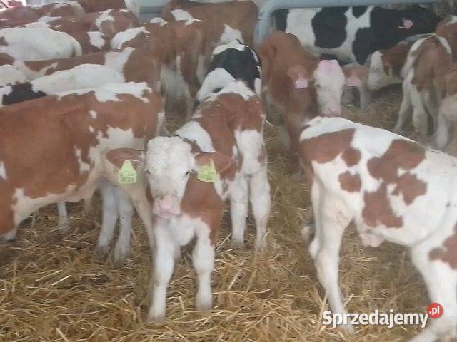 Sprzedam byczki Byków