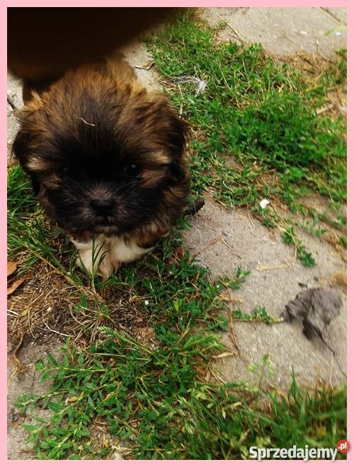 Pieski Shih Tzu maleństwa z rodowodem i chipem Gliwice