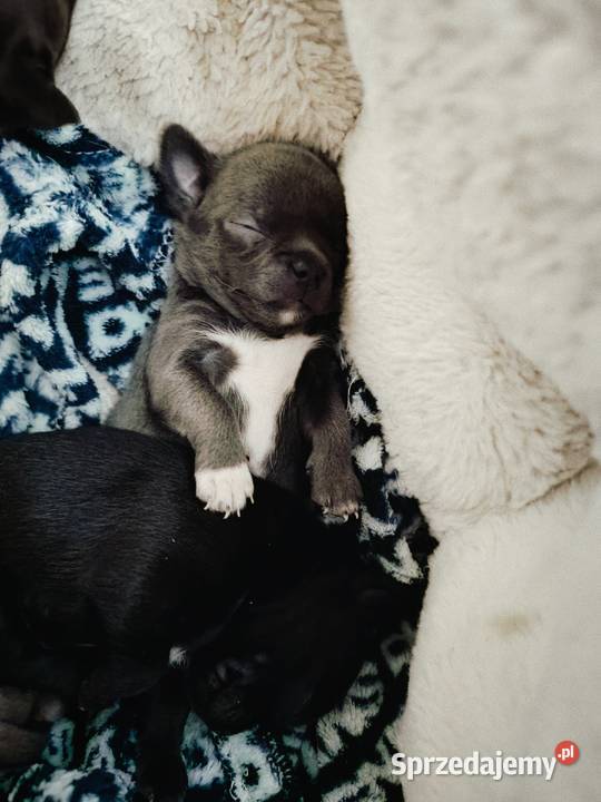 Chihuahua liliowy Warszawa