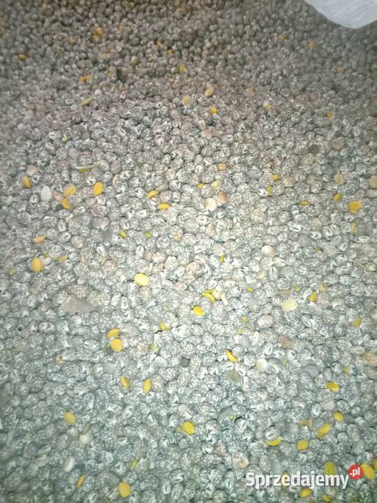 Łubin gorzki mazowieckie Radom