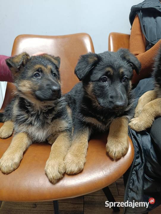 Owczarek niemiecki krótkowłosy Grodziec sprzedam