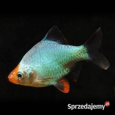 Brzanka sumatrzańska odmiana PLATYNOWA Puntigrus Ryby
