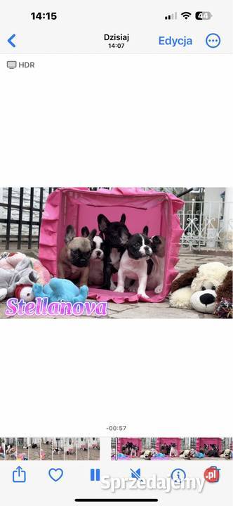 Buldog francuski szczenięta hod Stellanova FCI Warszawa sprzedam