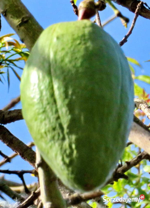 PUCHOWIEC PIĘCIOPRĘCIKOWY Ceiba pentandra Lubanie