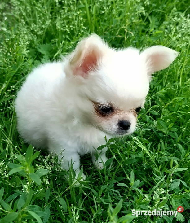 Piesek chihuahua długowłosy Chihuahua Konin