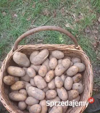 ziemniaki Mariola Soraya Ricarda