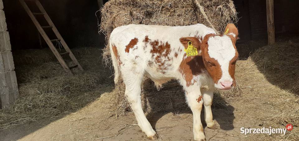 Byczek mięsny Simental cielę Stary Solec