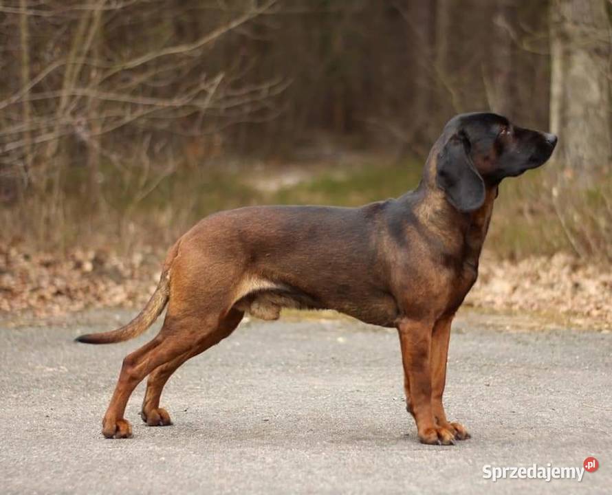 Posokowiec bawarski opolskie Strzeleczki