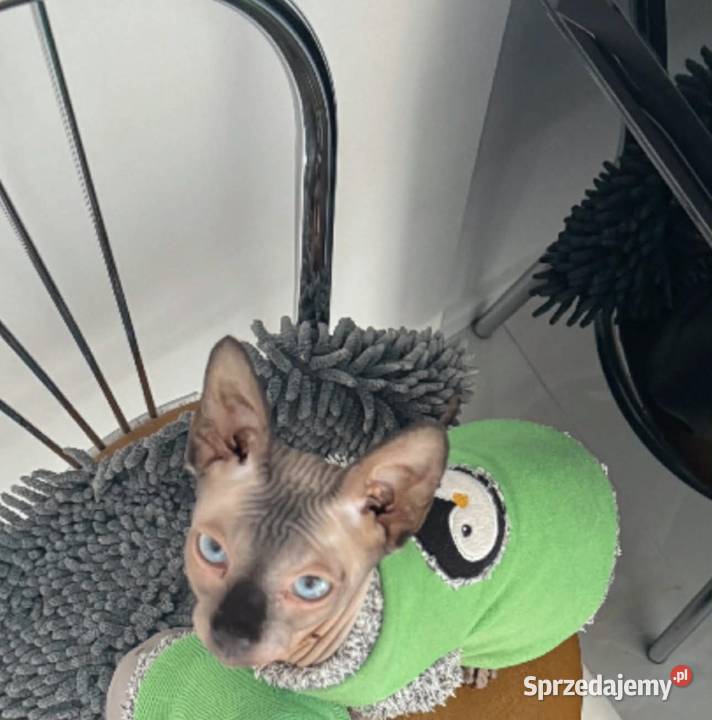 Roczny kot Sfinks kochający szuka nowego domu Łódź