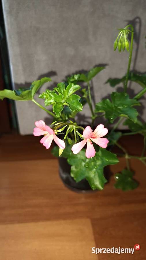 Duża pelargonia bluszczolistna kwitnąca Warszawa
