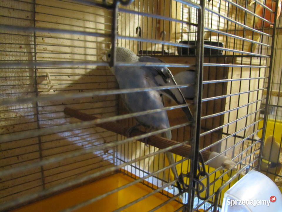 Papużki faliste Toruń