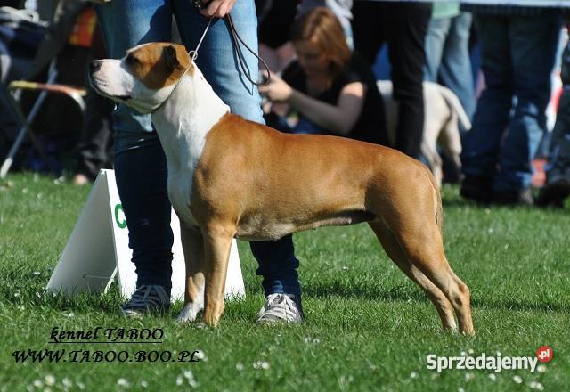 AMSTAFF szczenięta z rodowodem CHAMPIONIE hodowl Wrocław