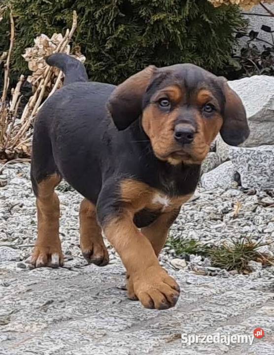 Ogar polski puppies for sales sale