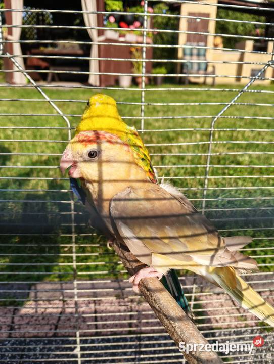 Świergoty para lęgowa piękne kolory Brzeziny sprzedam