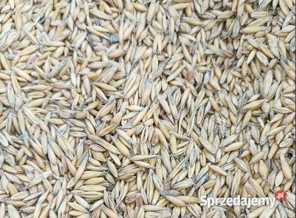 sprzedam mieszankę zbożową pierwszy kwalifikacie podlaskie Kruszki