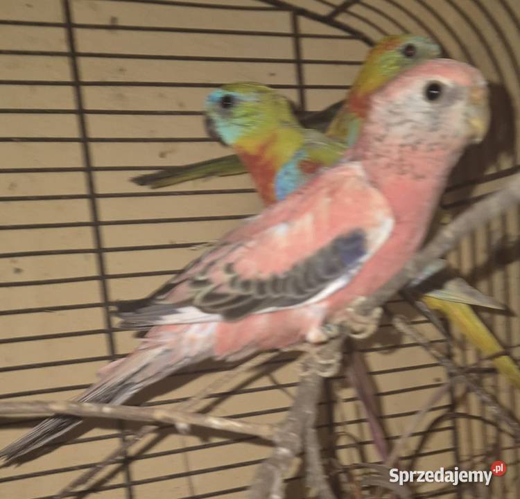 LILIANKA papuga Neofema bourek Radom