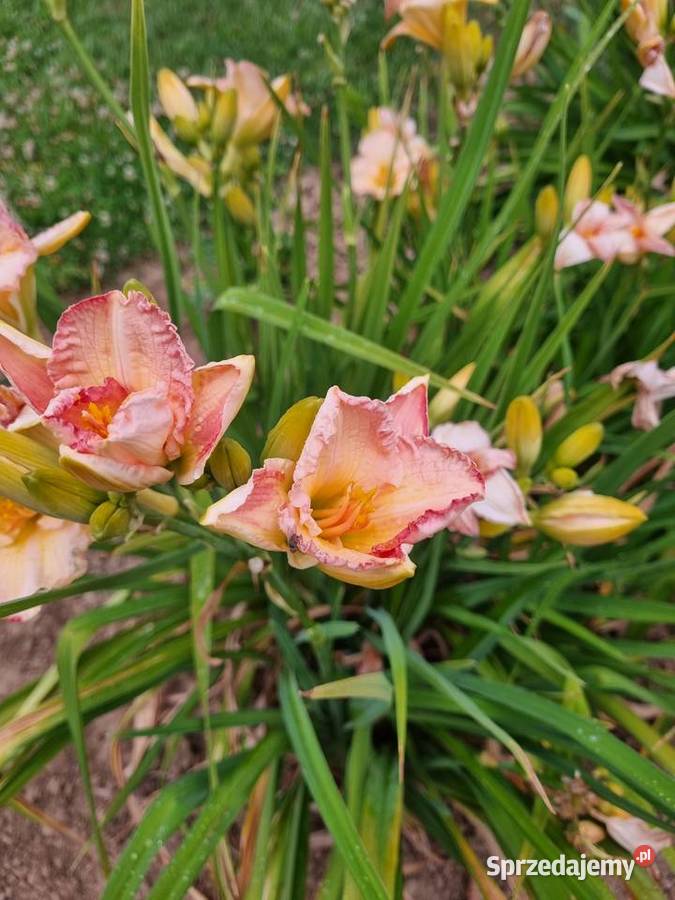 Liliowiec wiele Kolorów lubelskie Lublin