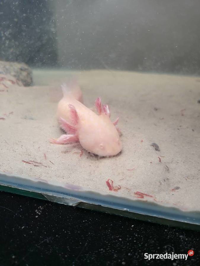 Sprzedamzamienię Axolotla Stalowa Wola sprzedam