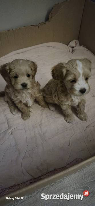 Suczka Maltipoo gotowa na walentynki