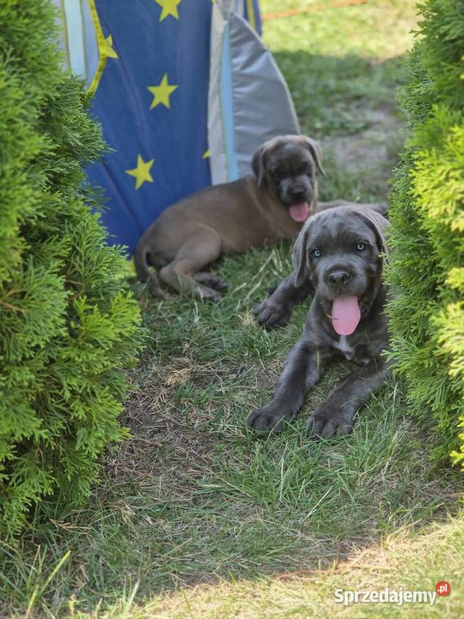 Cane Corao Italiano kujawsko-pomorskie Mogilno sprzedam