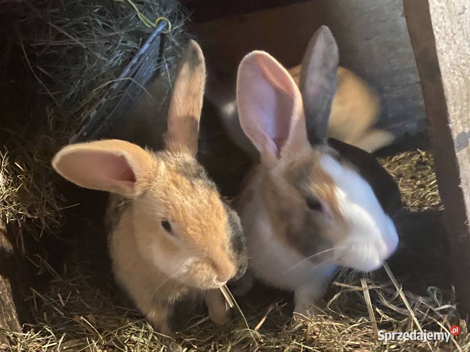 Sprzedam króliki Limanowa