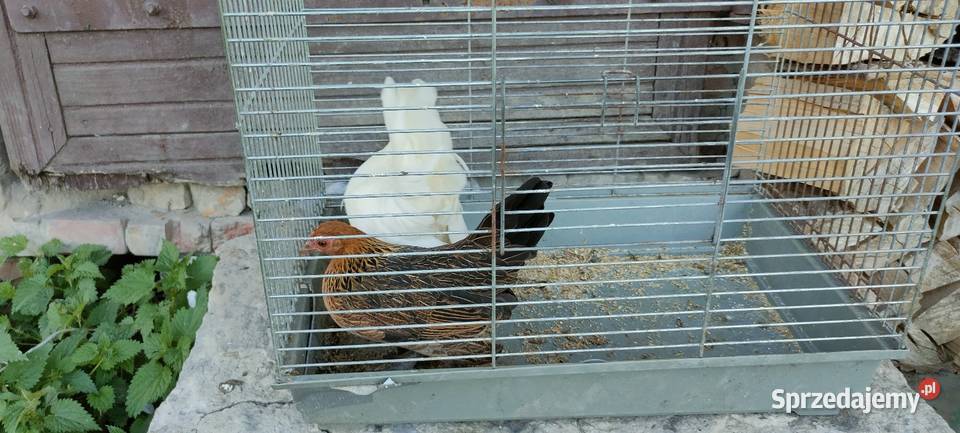 Kury karzełki liliputy Tokarówka