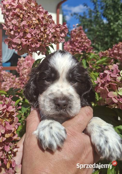 Springer Spaniel Angielski ZKwP Toruń sprzedam