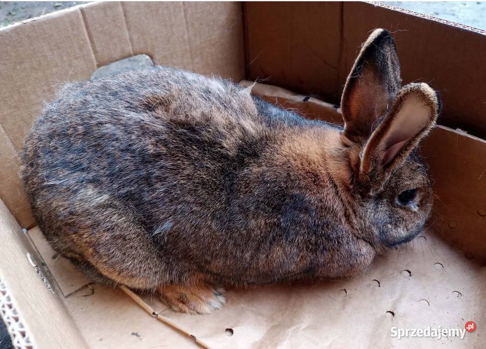 Królik dorosła samica Dębicze