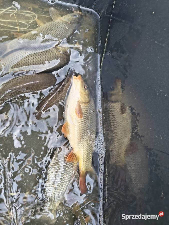 Ryba karp kroczek Pozostałe Włodawa