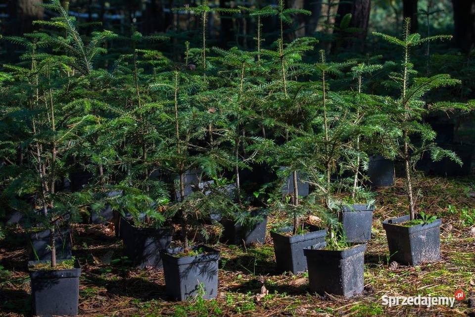 Jodła pospolita Abies alba wys 5070 donica 3 l wielkopolskie