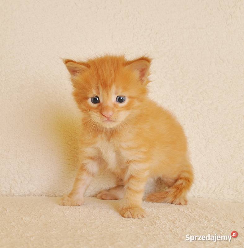 Przepiękny rudeczek Maine Coon LEGALNA HODOWLA Białystok