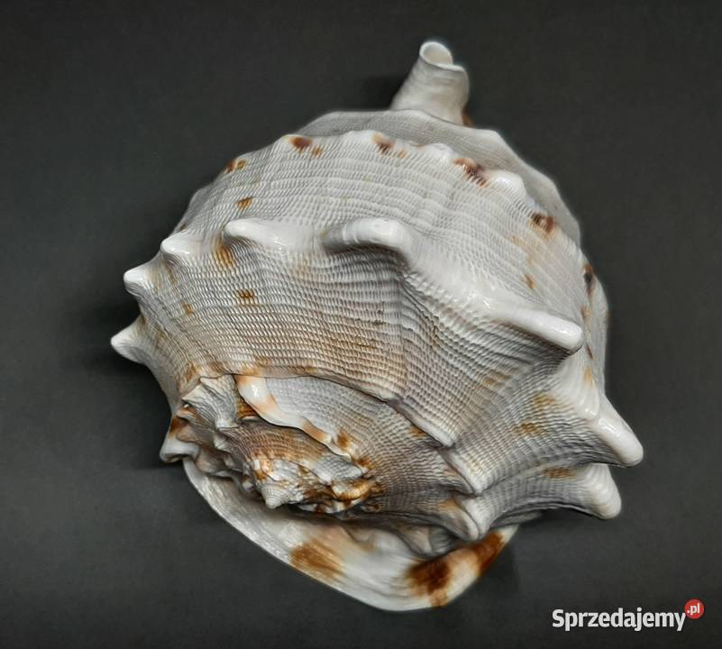 Muszla Przyłbica rogata Lublin