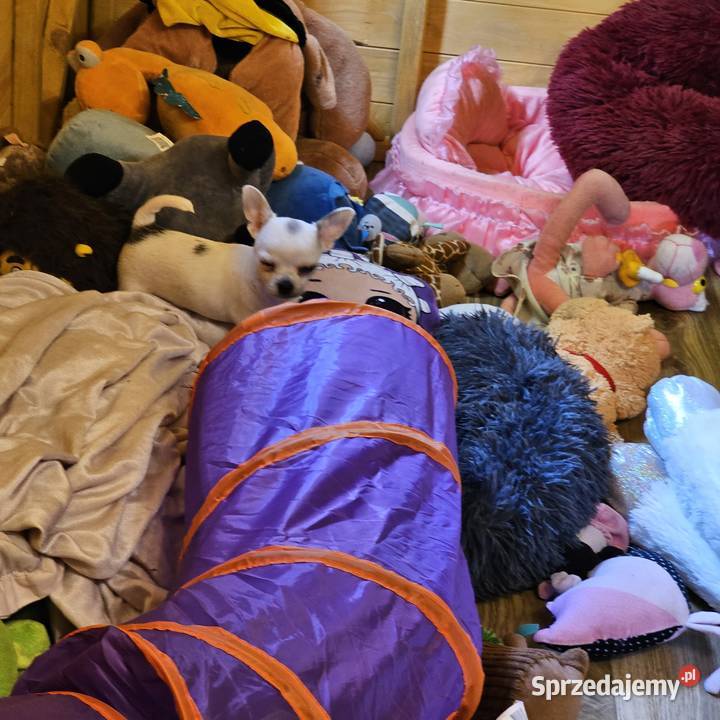 Chihuahua Exclusiv Rodowód FCI Pięknie Chłopcy Kołobrzeg