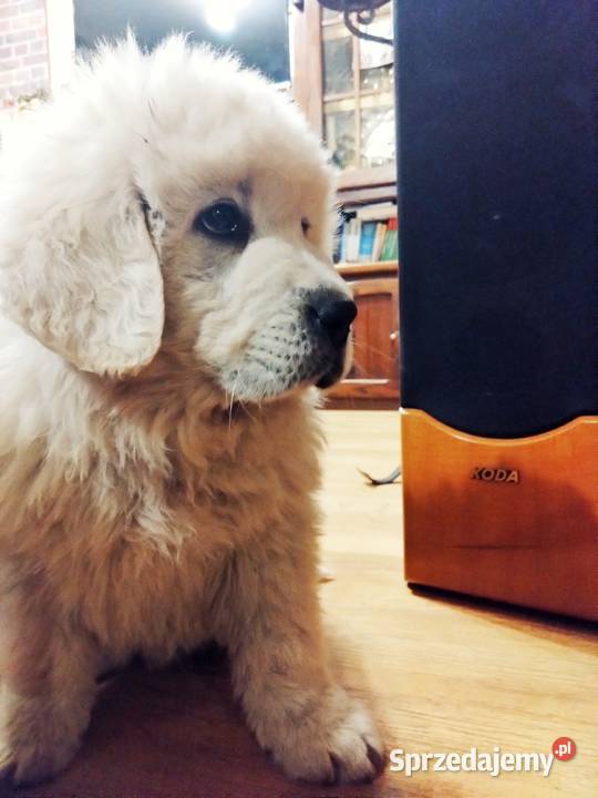 Owczarki podhalańskie