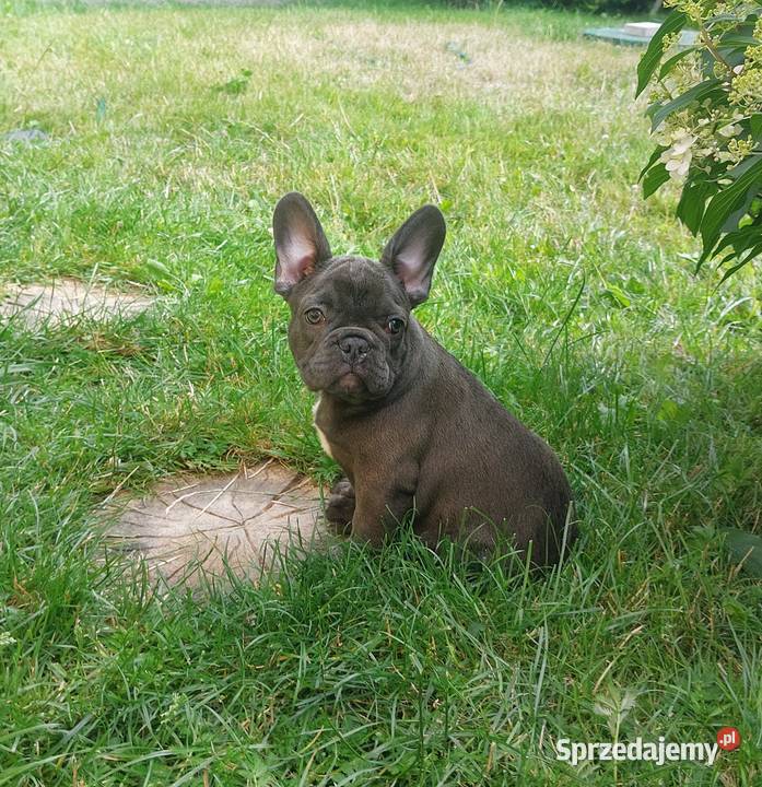 Buldog francuski Bludogi francuskie BLUE Łódź