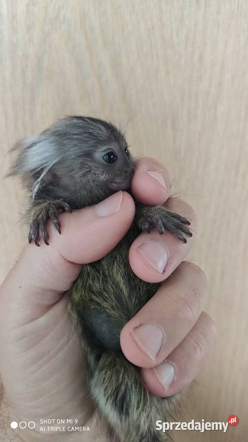 Mała Małpa małpka Marmozeta Białoucha KARMIONA Bydgoszcz